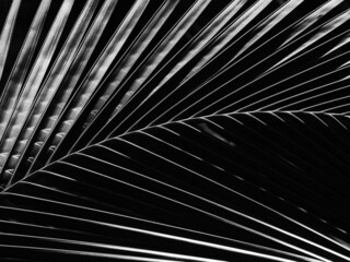 Obraz premium black and white coconut leaf