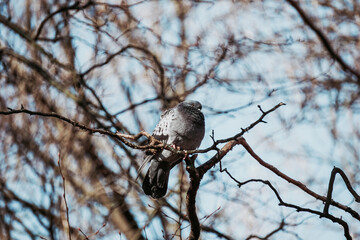 Pigeon sitting on a tree, sky in background