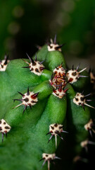 Harissia jusbertii cactus with black spikes. Green cactus with sharp black spine