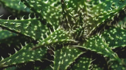 Green Haworthia with rough texture. Exotic desert plant