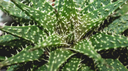 Green Haworthia with rough texture. Exotic desert plant