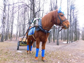 The carriage is served