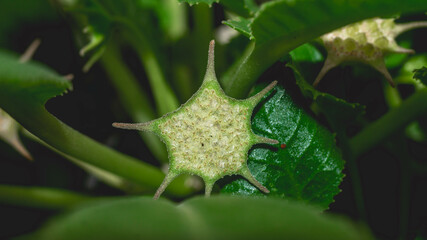 Dorstenia foetida flower as reproductive structure. Star-shaped succulent flower