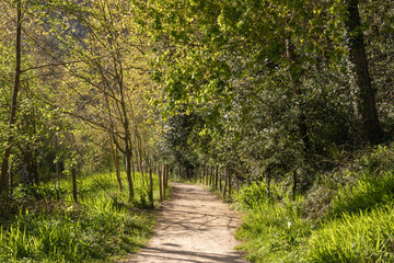Fototapeta premium dirt road through the forest in the basque country