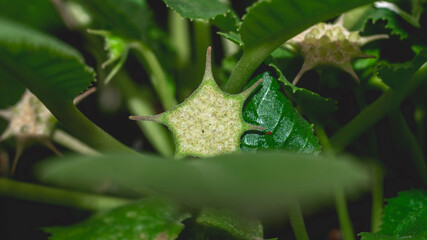 Dorstenia foetida flower as reproductive structure. Star-shaped succulent flower