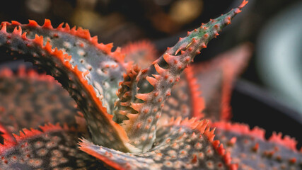 Aloe donnie in detail with red serrated leaves. Beautiful color of hybrid succulent plant