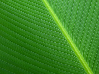 green leaf texture or background