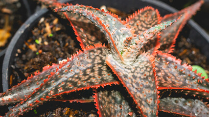Aloe donnie in detail with red serrated leaves. Beautiful color of hybrid succulent plant - 491411553