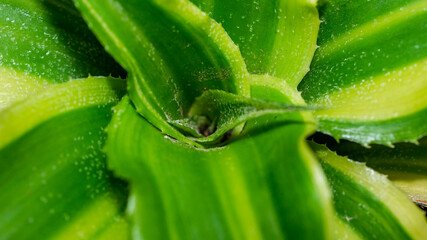 Green Criptanthus with beautiful lush leaves. Top viewed green criptanthus