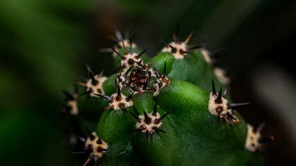 Harissia jusbertii cactus with black spikes. Green cactus with sharp black spine