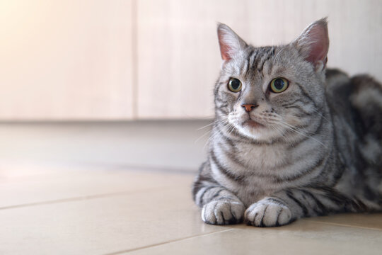 American shorthair cat tabby classic silver color is looking and lying on the tile floor, On backdrop of Wooden cabinet with copy space, Lovely pet and Built in furniture modern minimal style.