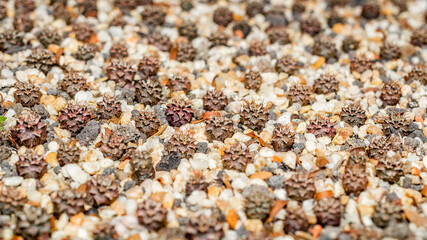 Seedlings of variegated Gymnocalyciym mihanovichi cactus. Beautiful young cactus on white gravel.