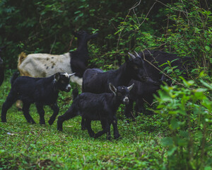 Obraz na płótnie Canvas Goat family