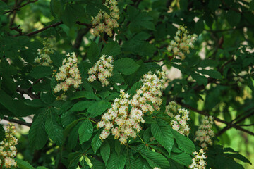 Chestnut blossoms in spring, branches of a blooming chestnut, horse chestnut flower background