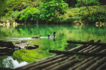 Ducks on the water asia