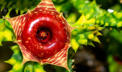 Variegated Huernia Zebrina flower. Beautiful star-shaped succulent flower with vibrant color - 491412177