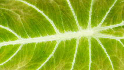 Leaf structure in detail with vibrant color. Fresh natural background