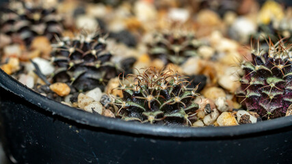 Seedlings of variegated Gymnocalyciym mihanovichi cactus. Beautiful young cactus on white gravel.