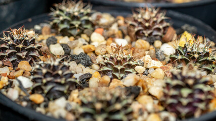 Seedlings of variegated Gymnocalyciym mihanovichi cactus. Beautiful young cactus on white gravel.