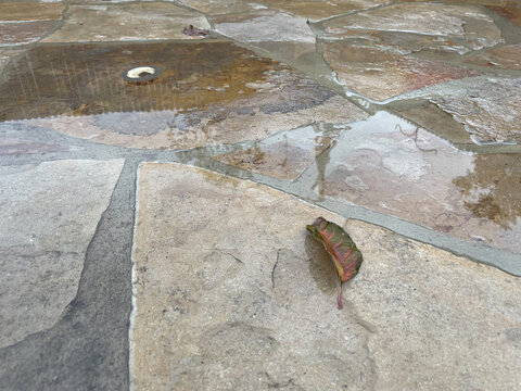leaf in the rain on the stone