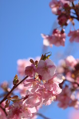 満開の河津桜　下松市笠戸島にて撮影　山口県のさくら