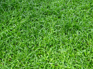 green grass on the lawn texture