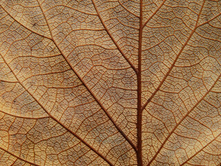 close up dry brown leaf of Bastard teak ( Butea monosperma )