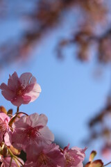 河津桜