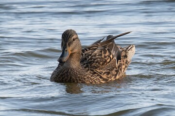 Anas platyrhynchos