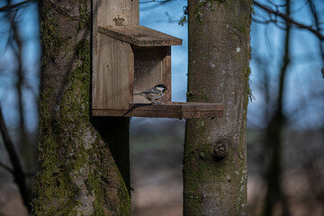 Coal Tit