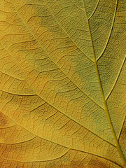 Naklejka na ściany i meble close up autumn leaf of Bastard teak ( Butea monosperma )