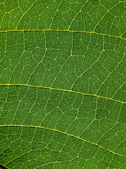 close up green leaf of Bastard teak ( Butea monosperma )