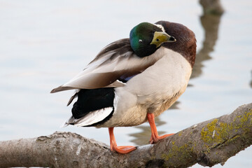 Anas platyrhynchos