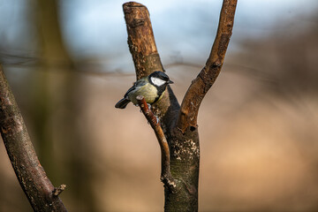 Great Tit