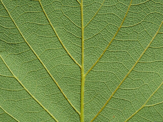 close up green leaf of Bastard teak ( Butea monosperma )