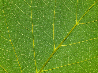 close up green leaf of Bastard teak ( Butea monosperma )