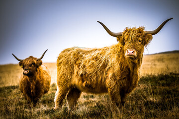 Exmoor Highland Cow