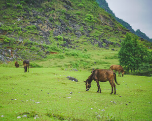 Obraz premium horses on the side of a hill 