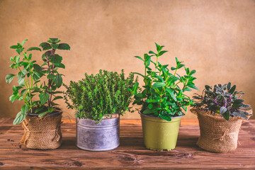 Planting and gardening concept - herbs, mint, sage, basil and thyme