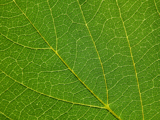 close up green leaf of Bastard teak ( Butea monosperma )