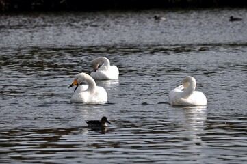 仙台市水の森公園の白鳥