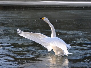 Fototapeta na wymiar 仙台市水の森公園の白鳥