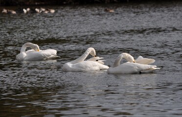 仙台市水の森公園の白鳥