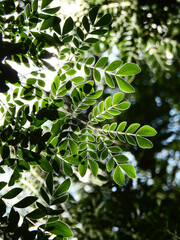 green leaf of Barbados Pride tree ( Caesalpinia pulcherrima (L.) Sw. ) with sunlight