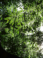 Obraz premium green leaf of Barbados Pride tree ( Caesalpinia pulcherrima (L.) Sw. ) with sunlight