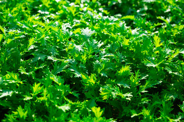 Fototapeta na wymiar Closeup of fresh green serrated leaves of arugula growing on plantation ..