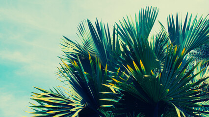 tropical palm leaves and bright sky background