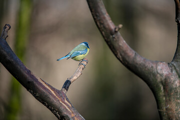 Blue tit