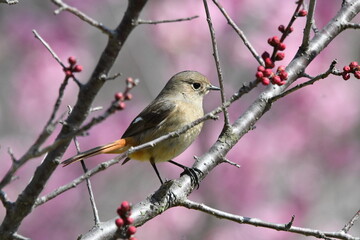 ジョウビタキと梅の花
