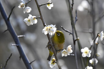 メジロと梅の花